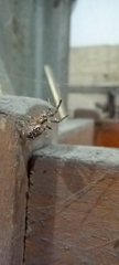 Zygiella x-notata
