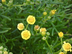 Senecio pinnatifolius
