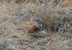 Emberiza cioides