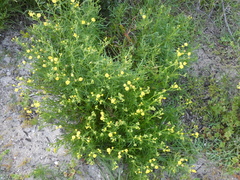 Senecio pinnatifolius
