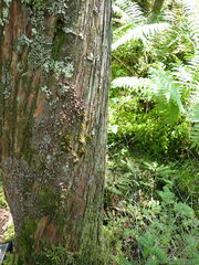Pannaria conoplea image