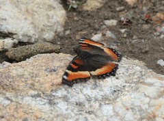 Aglais milberti