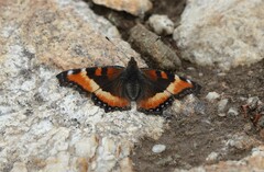 Aglais milberti