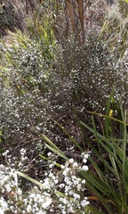 Leucopogon microphyllus microphyllus