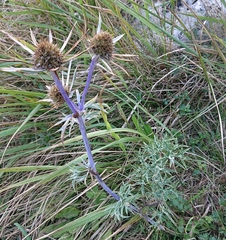 Eryngium bourgatii