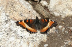 Aglais milberti