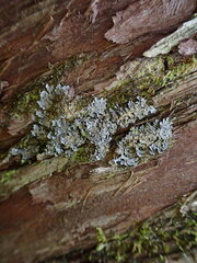 Pannaria conoplea image