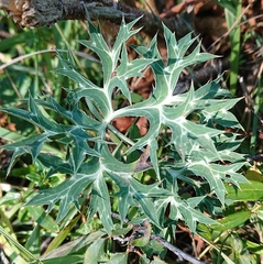 Eryngium bourgatii