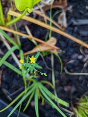 Hypericum canadense