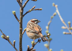 Emberiza cioides
