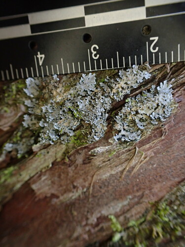 Pannaria conoplea image