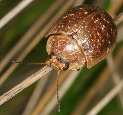 Paropsis