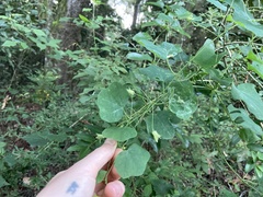 Passiflora lutea