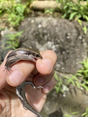 Plestiodon finitimus