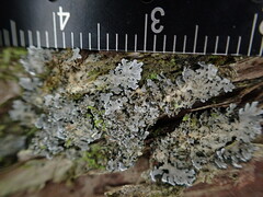 Pannaria conoplea image