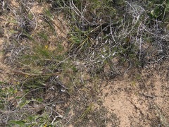 Asparagus lignosus