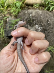 Plestiodon finitimus