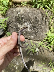 Plestiodon finitimus