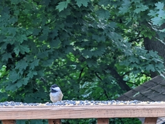 Poecile carolinensis