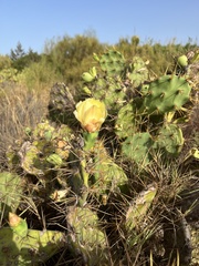 Opuntia stricta