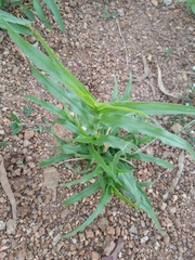 Digitaria sanguinalis