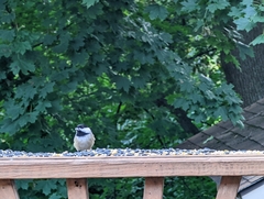 Poecile carolinensis