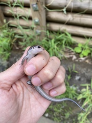 Plestiodon finitimus