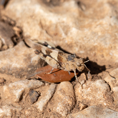 Oedipoda