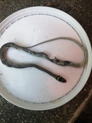 Hierophis viridiflavus carbonarius