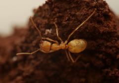 Pseudolasius karawajewi