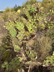 Opuntia stricta