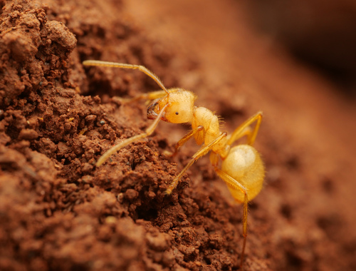 Pseudolasius karawajewi