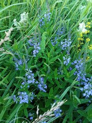 Veronica teucrium