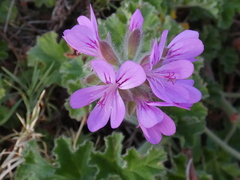 Pelargonium capitatum