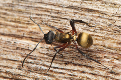 Polyrhachis rufifemur