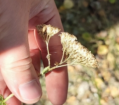Achillea millefolium