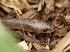 Serpentes