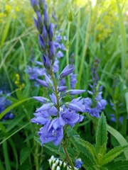 Veronica teucrium