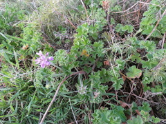 Pelargonium capitatum