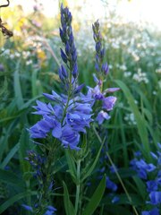 Veronica teucrium