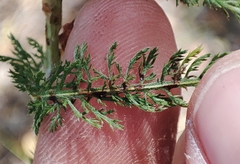 Achillea millefolium