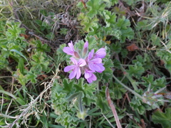 Pelargonium capitatum