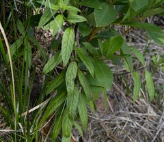 Prostanthera lasianthos