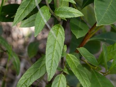 Prostanthera lasianthos
