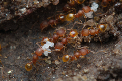 Pheidole