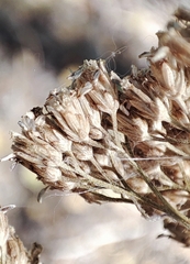 Achillea millefolium
