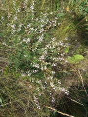 Astragalus austriacus