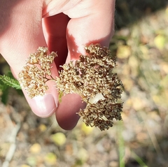 Achillea millefolium