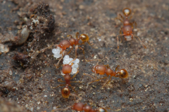 Pheidole