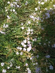 Astragalus austriacus